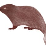 Groundhog