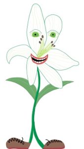 Easter Lily