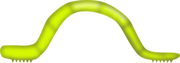 Inchworm